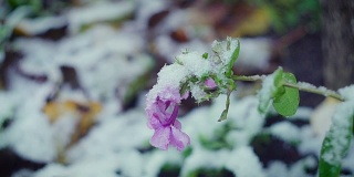 鲜花在强风和大雪中的特写
