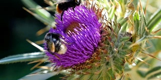 蜜蜂在紫蓟花上采集花蜜，慢镜头