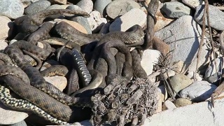 蛇在春季开始交配。视频素材模板下载