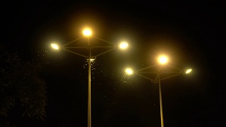 夜晚，飞蛾在街灯周围飞舞视频素材模板下载