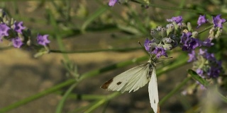 淡紫色花上的白蝴蝶