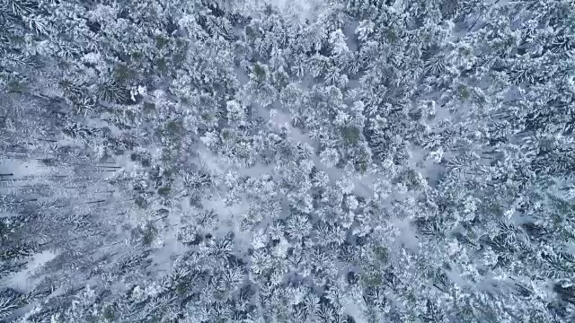 冬天多雪的针叶林。云杉和松树。鸟瞰图。向前飞行。