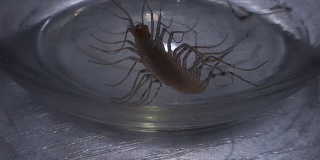 昆虫学研究实验室里，蜈蚣试图逃脱玻璃囚禁