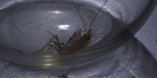 可怕的节肢动物昆虫试图爬出滑溜溜的玻璃罐，昆虫恐惧症
