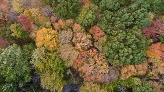 鸟瞰五彩缤纷的枫林树木，秋高气茂的季节视频素材模板下载