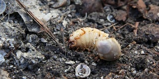 地面上的金龟子幼虫