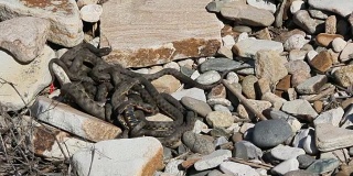 蛇在春季开始交配。