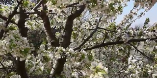 盛开的樱桃树枝与美丽的花朵