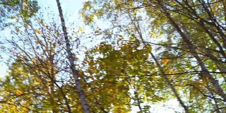 森林里美丽的金色秋天。太阳光照射在透镜的透镜上，发出刺眼的光。公园里的浪漫时光