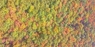 韩国秋天树木鸟瞰图