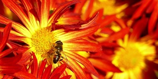 观赏花卉和蜜蜂