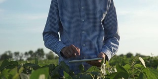 农民在大豆地里使用平板电脑