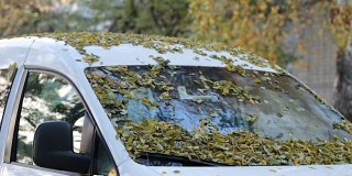 秋天的树叶落在车上。