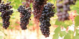 HD多莉:葡萄园里的红葡萄