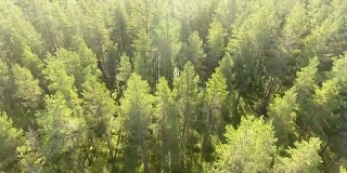 一架无人机飞过斯堪的纳维亚半岛的森林