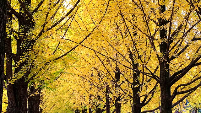 韩国奈美岛秋天的银杏叶