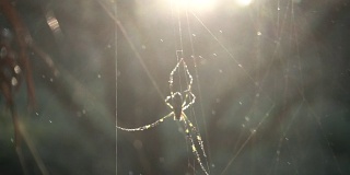日落时蜘蛛在网上