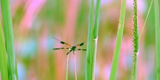 蜻蜓慢镜头上的草和模糊的天空，湛蓝的天空和美丽的云彩。成虫特征是大而多面的眼睛，两对强烈透明的翅膀，色斑细长的身体