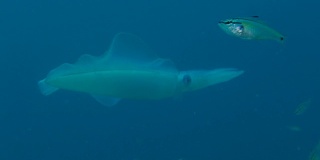 巨人bigfin鱿鱼