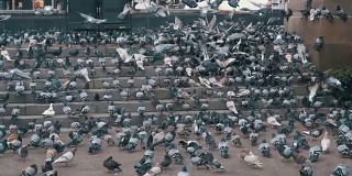 巨大的鸽子群在城市街道的台阶上吃着慢镜头里的食物