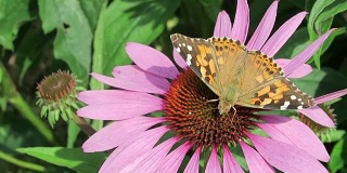 画女士(凡妮莎cardui)蝴蝶在紫色的松果花(紫锥菊)在花园里。