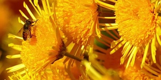 微距摄影-秋蜂在菊花上
