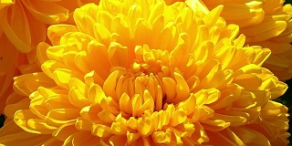 微距摄影-盛开的菊花