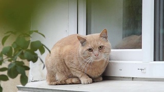一只姜黄色的猫坐在外面的窗台上。视频素材模板下载