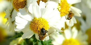 特写-蜜蜂在花园里的菊花上