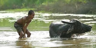 一个男孩躺在他的水牛上。展示了亚洲发展中国家的生活方式。