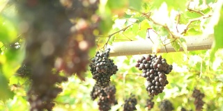 4K聚焦:葡萄园里的红葡萄