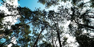 4K电影向上倾斜:拍摄向上看的树木，松树林