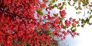 秋风中红红的枫叶