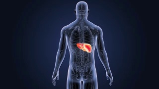 人的肝脏与身体一起放大视频素材模板下载