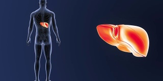 人的肝脏与循环系统相结合