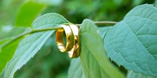 结婚戒指挂在植物的茎上