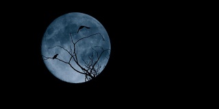 鸟儿在大月亮面前从树上飞下来