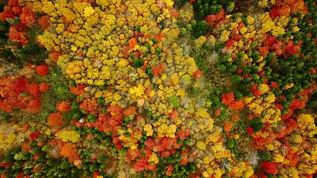 鸟瞰图:在喀尔巴阡山脉的秋天，从美丽的树梢上直接飞过。