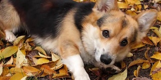 有趣的狗要食物。在美丽的秋天森林里散步的威尔士柯基犬。