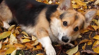 有趣的狗要食物。在美丽的秋天森林里散步的威尔士柯基犬。视频素材模板下载
