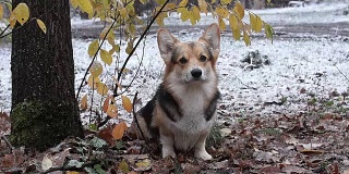 在美丽的冬季森林里散步的威尔士柯基犬。