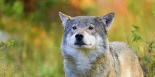 灰狼的特写镜头嗅出了森林里的竞争对手和危险