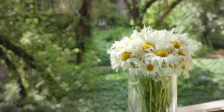 甘菊动画在cinemagraph技术。夏日里，老公园的背景上，玻璃花瓶里的白花。电影图形高清镜头，特写
