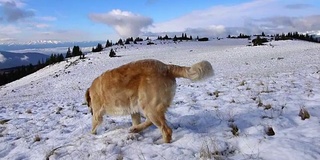 稳定的镜头拍摄金毛猎犬在雪山中奔跑和玩耍。