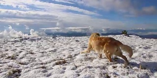 镜头稳定地拍摄了在山上奔跑的金毛猎犬。