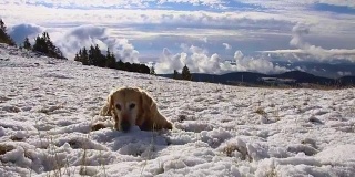 镜头稳定地拍摄了在山上奔跑的金毛猎犬。