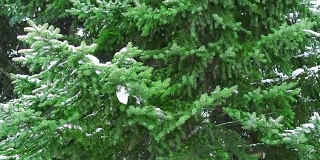 38、杉树枝，雪花落