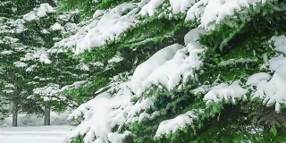 32、杉树枝头，雪花落在公园里