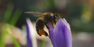 蜜蜂在紫罗兰花里采集花粉和花蜜