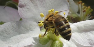 蜜蜂落在花果上